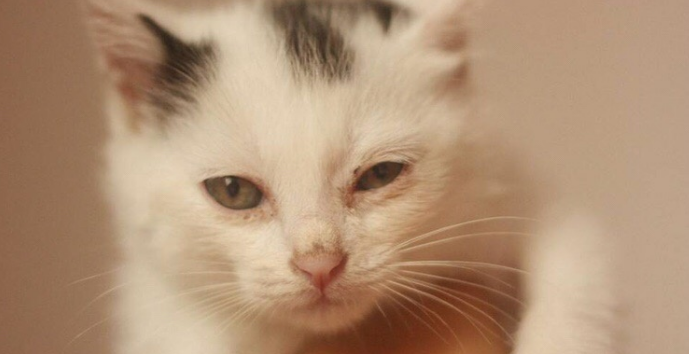 猫咪眼睛很多眼屎怎么办