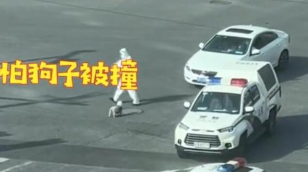 上海一只穿着背带的流浪狗找交警要吃的 上海一只穿着背带的流浪狗找交警要吃的