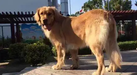金毛生产前征兆喘气多久会生 金毛生产前征兆喘气多久会生
