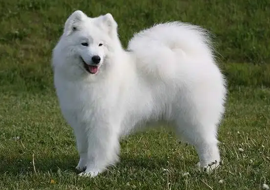 狗狗细小怎么自己治疗用什么药