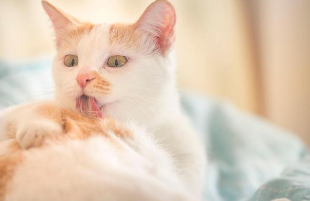 小猫拉稀了怎么办?怎么给他用一些什么呀 小猫拉稀了怎么办?怎么给他用一些什么呀