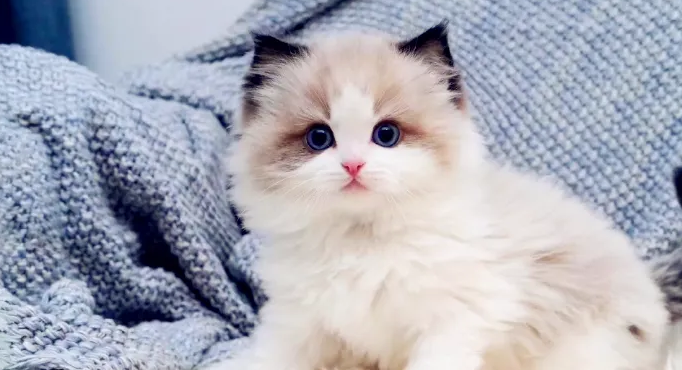 猫咪吐没有消化的猫粮是怎么回事