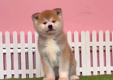 秋田犬专卖是真的吗.png