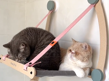 花大王的三只猫主人是谁.png