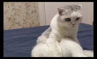 七七和铲屎官为啥删视频