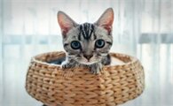 猫咪能经常吃虾仁吗