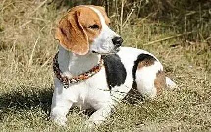 比格猎犬不听话怎么办?做这些训练就够了 比格猎犬不听话怎么办?做这些训练就够了