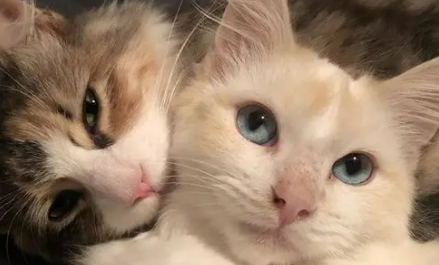 猫尾巴根部肿了个大包一碰就叫