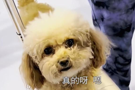 上海方舱医院狗狗与主人隔离14天，秒变团宠出院大家依依不舍