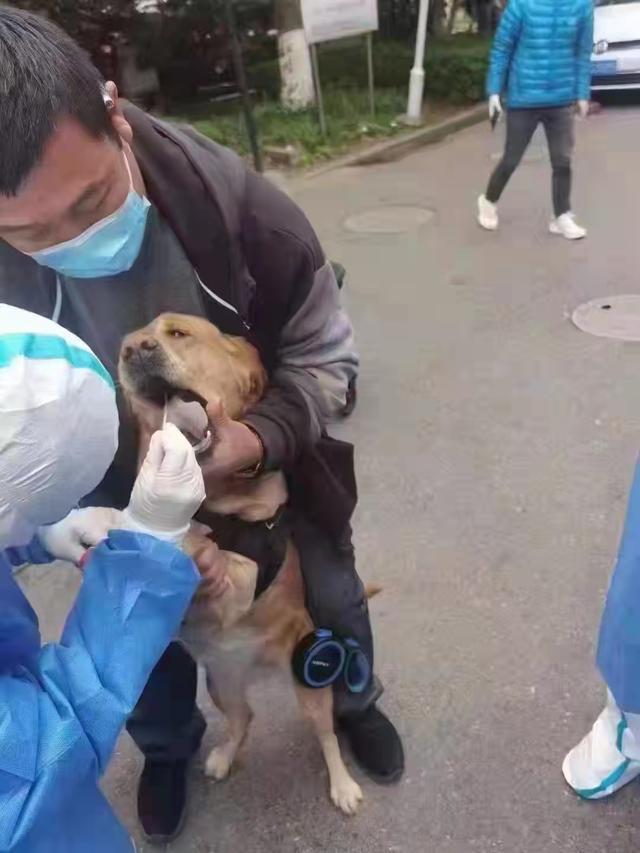 宠物也会感染和传播新冠病毒吗？为何越来越多人给宠物做核酸