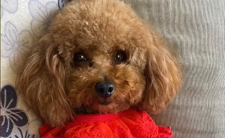 网红苹果才艺泰迪吃的什么