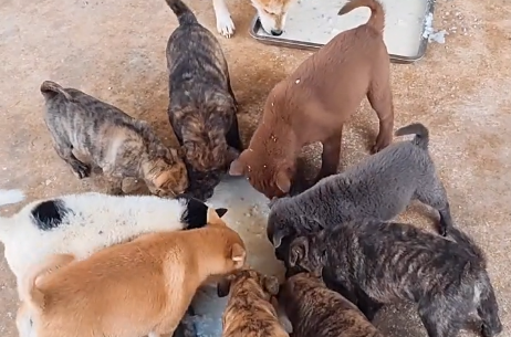 全哥土猎犬说的什么.png