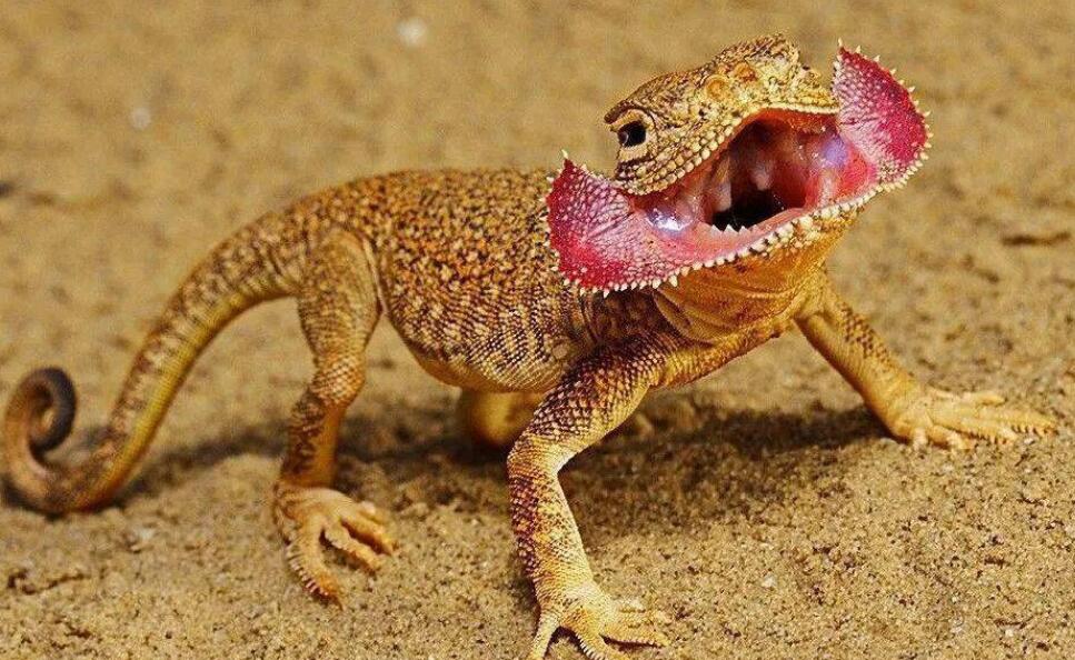 看起来很凶残的大耳沙蜥有人认识吗