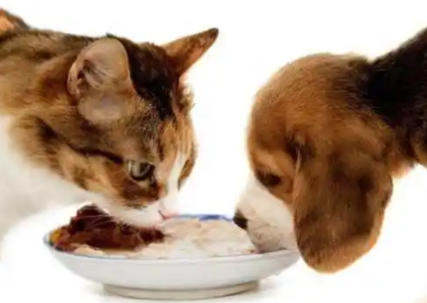 猫粮可以喂狗狗吃吗