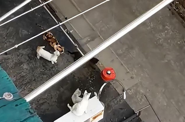 上海一大爷因疫情居家,用妙招投喂流浪猫,网友看后直呼暖心 上海一大爷因疫情居家,用妙招投喂流浪猫,网友看后直呼暖心
