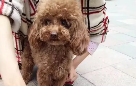 网红泰迪哈尼在哪里