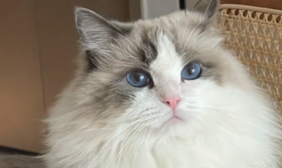 布偶猫小噗噗长啥样