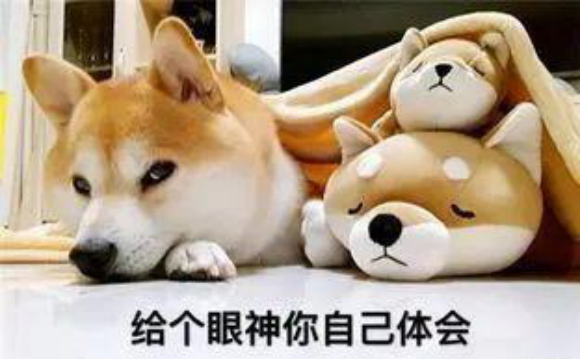 预防柴犬感冒的方法,快来收藏! 预防柴犬感冒的方法,快来收藏!