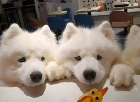 萨摩与茶是真的吗.png