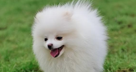 博美犬太调皮了,主人要这么训练它 博美犬太调皮了,主人要这么训练它