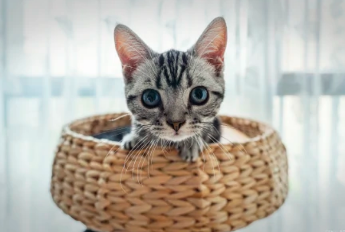 猫咪能经常吃虾仁吗