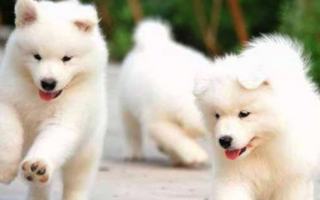 怎么训练萨摩耶卧下 如何训练萨摩耶“卧下别动”