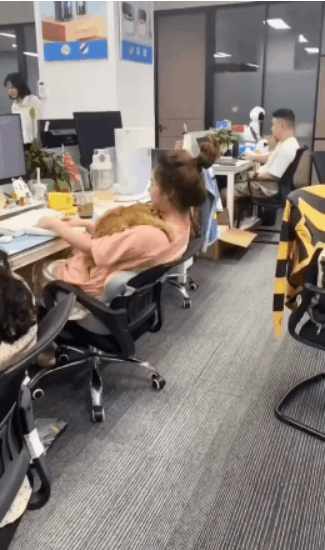 一只七岁的猫课长被逮捕，原因竟是长期要求员工加班......