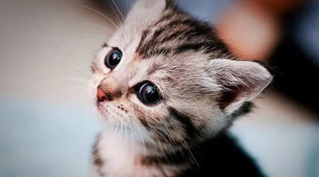 猫咪一天拉多少次尿正常