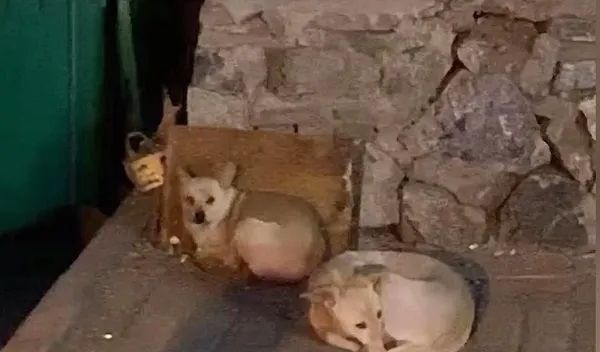 狗守护墓地11年，最后死在了主人的墓碑上