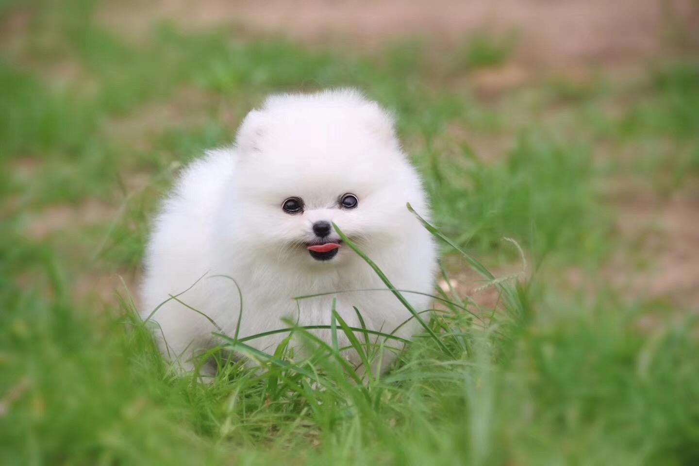 小体博美一般几个月猛涨身体 小体博美一般几个月猛涨身体