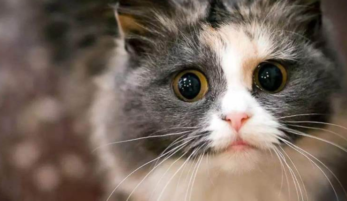 猫咪眼睛有眼线虫有什么症状 猫咪眼睛有眼线虫有什么症状