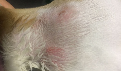 猫咪脖子后面有一块硬硬的东西是什么? 猫咪脖子后面有一块硬硬的东西是什么?