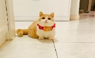 百变小喵小甜是什么猫