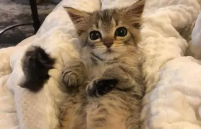小猫后腿畸形可以恢复吗