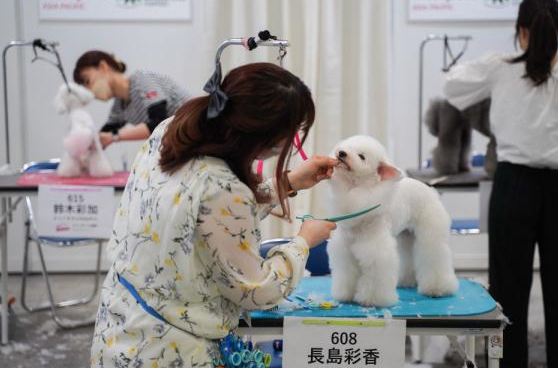 东京国际宠物展 来看萌宠大片