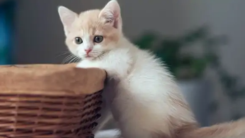 猫咪一直咕噜咕噜震动并且不断张嘴