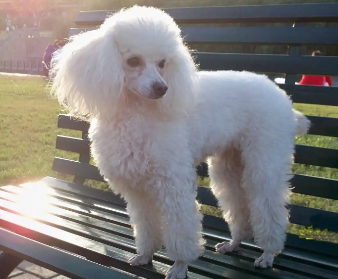 想要训练贵宾犬上厕所,学会这些技巧就行了 想要训练贵宾犬上厕所,学会这些技巧就行了