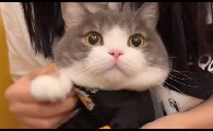 乐乐的土豆吃的是什么猫粮