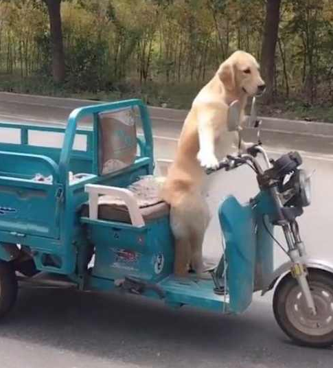农村男子养了一条宠物狗，这狗狗每天骑着电动三轮车去兜风！