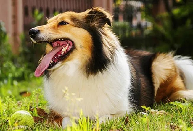 13种比较长寿的狗狗品种