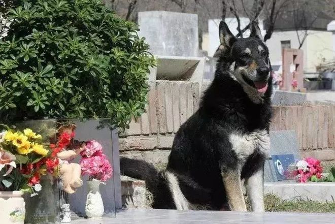 狗守护墓地11年，最后死在了主人的墓碑上