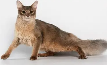 这样训练索马里猫，很有效！