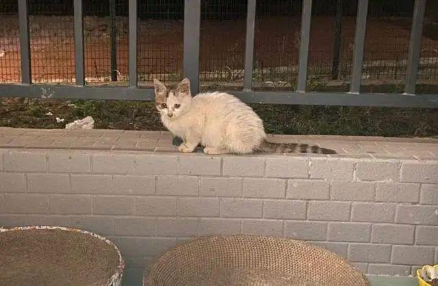 小猫被女孩偷偷诱拐回家,3天后猫妈找上门讨要,骂骂咧咧超凶 小猫被女孩偷偷诱拐回家,3天后猫妈找上门讨要,骂骂咧咧超凶