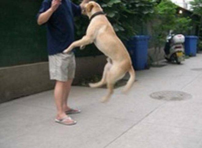 住户投诉：一楼宠物狗24小时不停叫，失眠成常态，大妈：别吓到狗