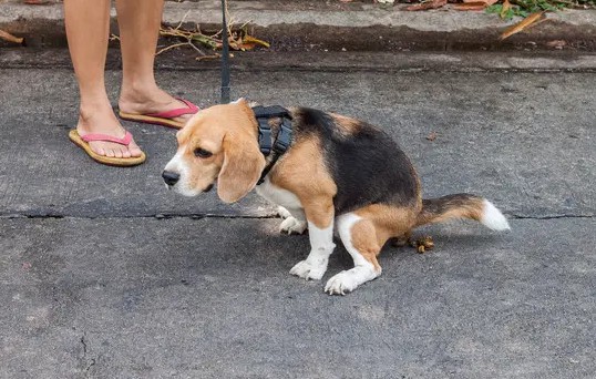 狗狗一般一天拉几次屎”