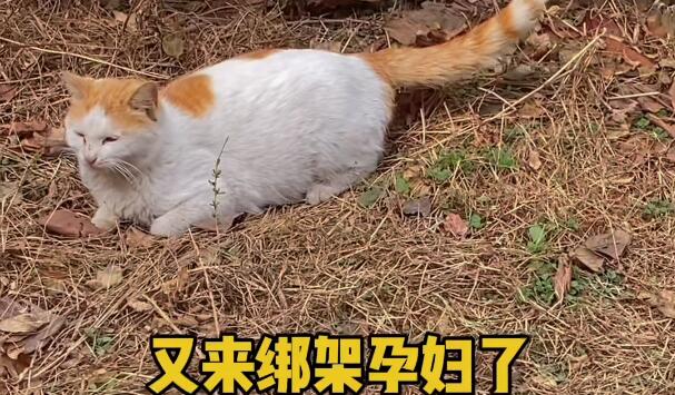 本喵叫兔兔怎么领养小猫