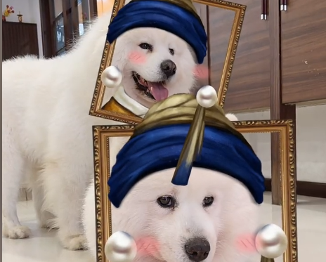 萨摩耶抱抱啾啾的一家几条狗.png 萨摩耶抱抱啾啾的一家几条狗.png