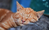 猫咪一直到处撒尿怎么办