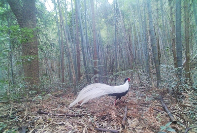 庐山现国家二级保护野生动物白鹇