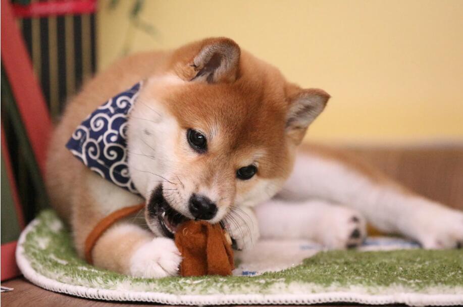 训练柴犬,一定要多用心! 训练柴犬,一定要多用心!